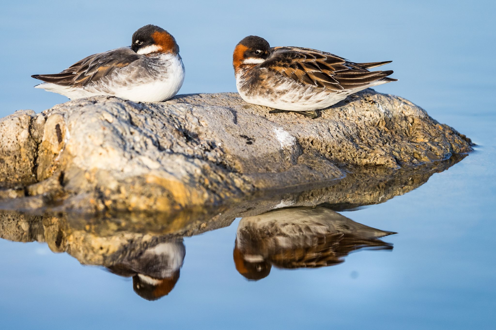Odinshühnchen, Norwegen