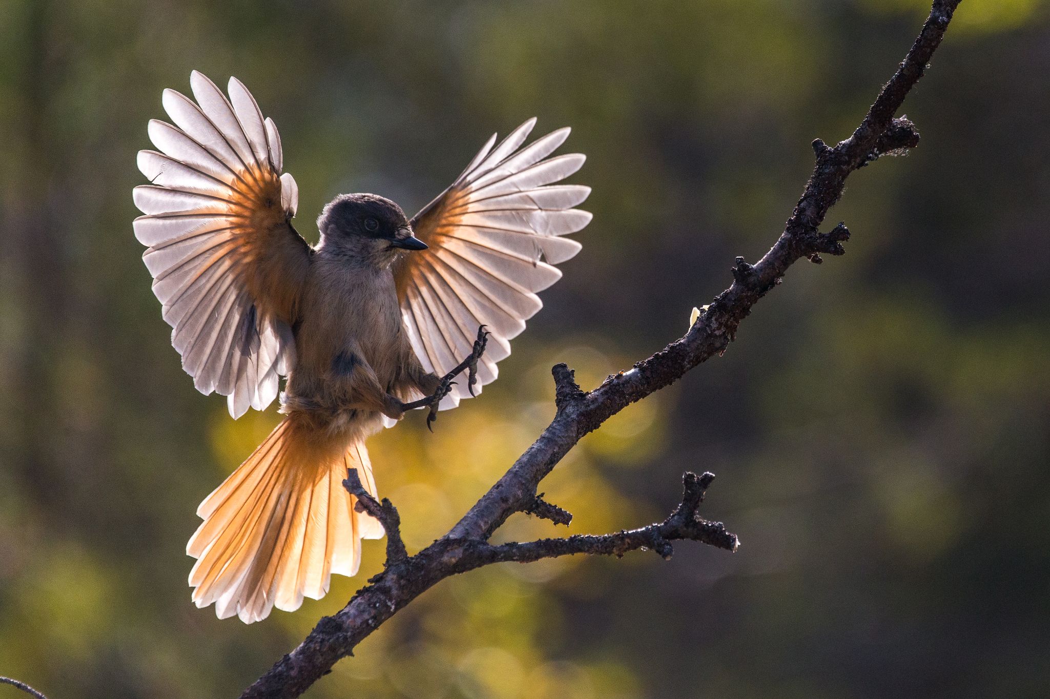 Unglückshäher, Schweden