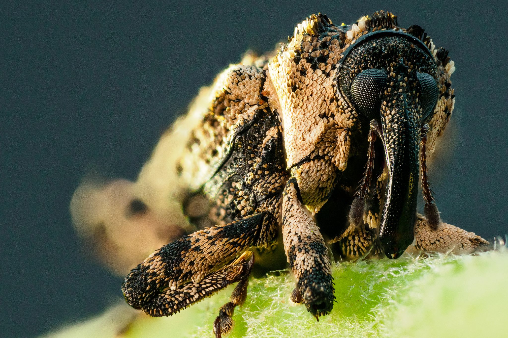 Erlenrüssler Cryptorhynchus lapathi, Schleswig-Holstein