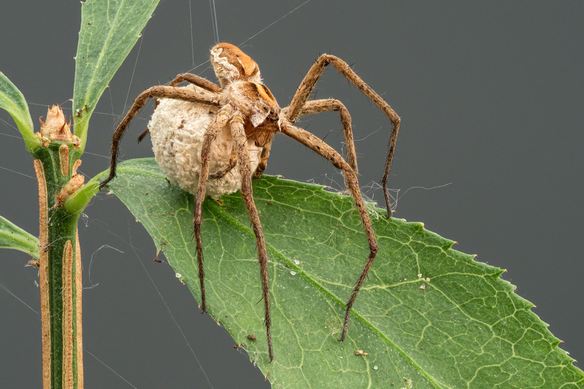 Raubspinne Pisaura mirabilis, Hetlingen, Schleswig-Holstein