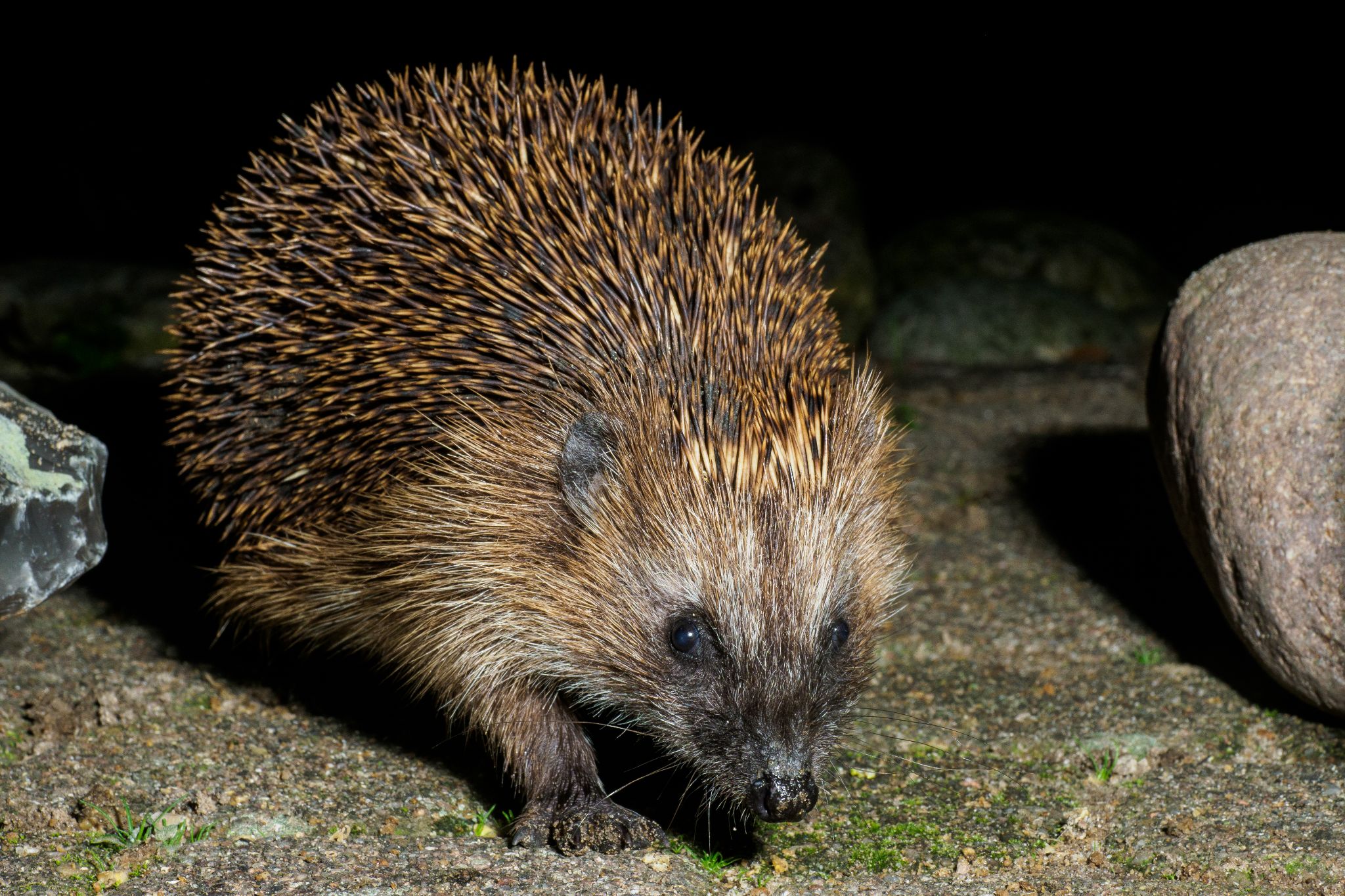 Igel in unserem Garten. Lichtschranke, Blitz