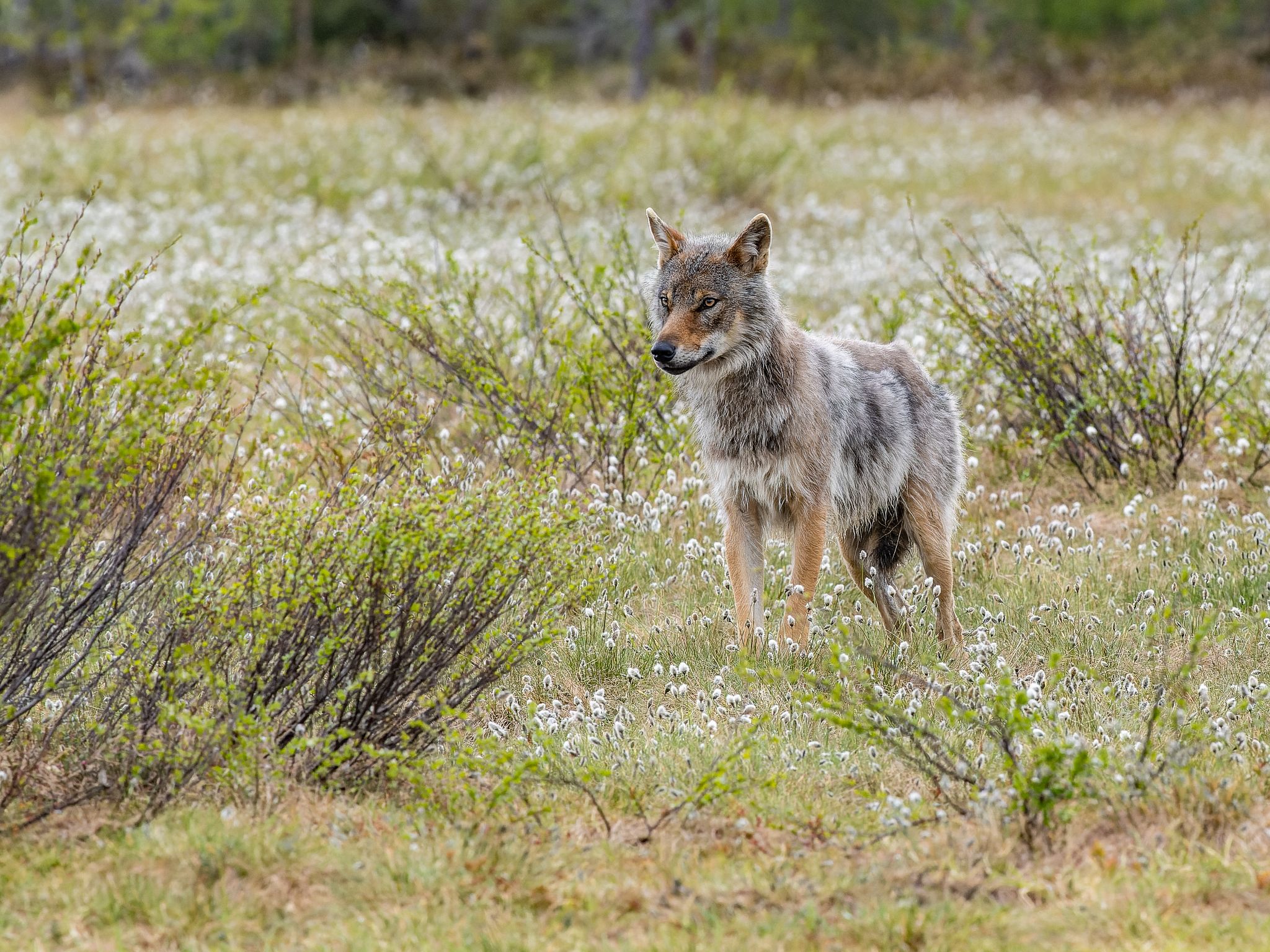 Wolf, Finnland