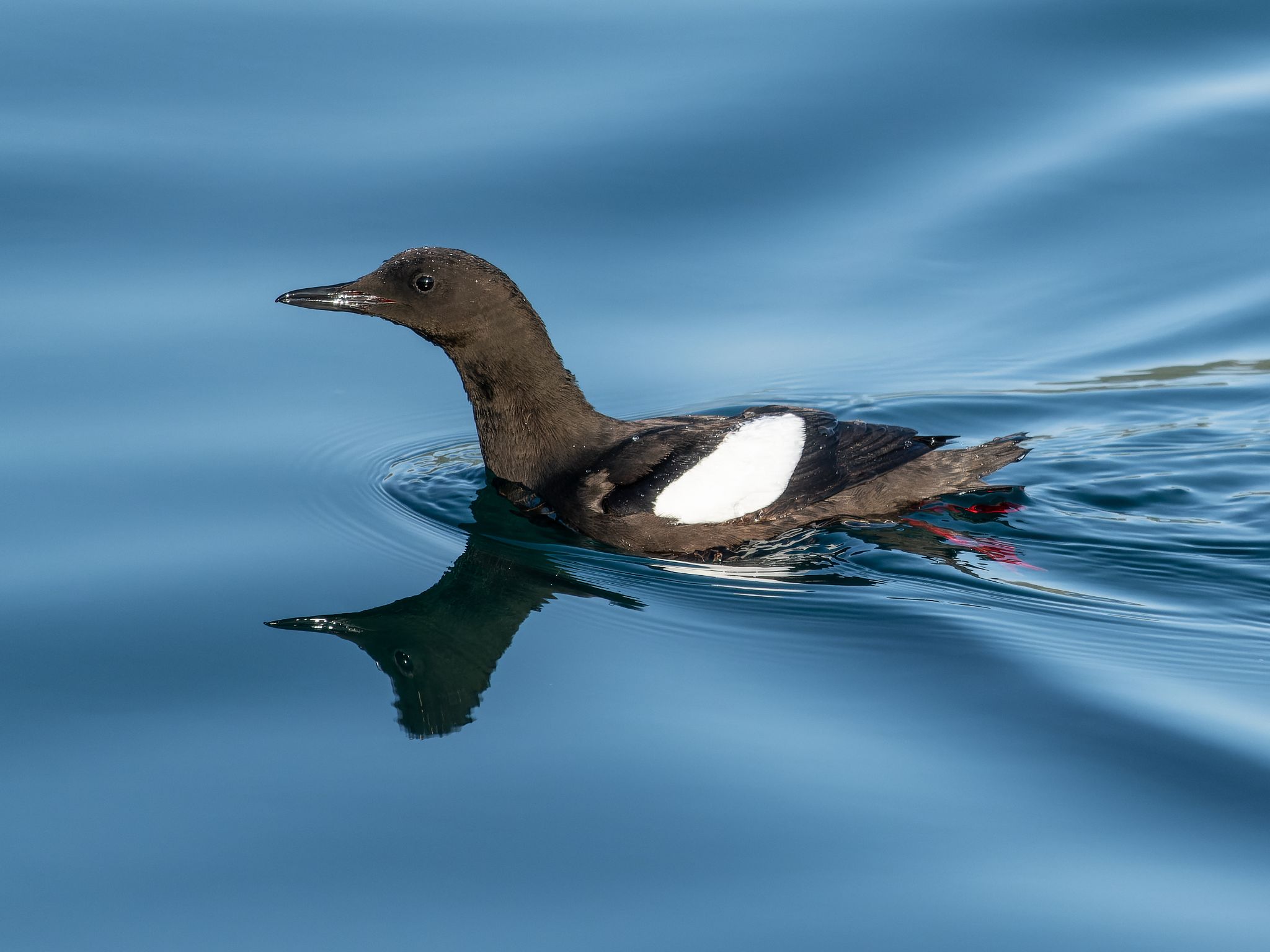 Gryllteiste, Norwegen